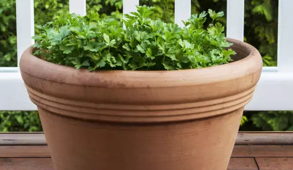 parsley